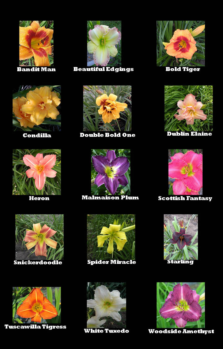 Daylilies