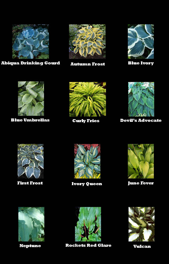 Hostas