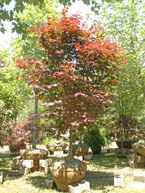 2.5-3 inch Red Japanese Maple