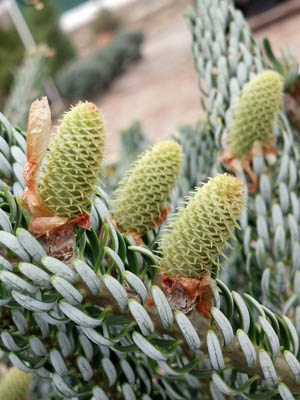Female cones