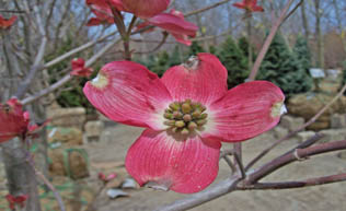 Pink Flowering Doogwood